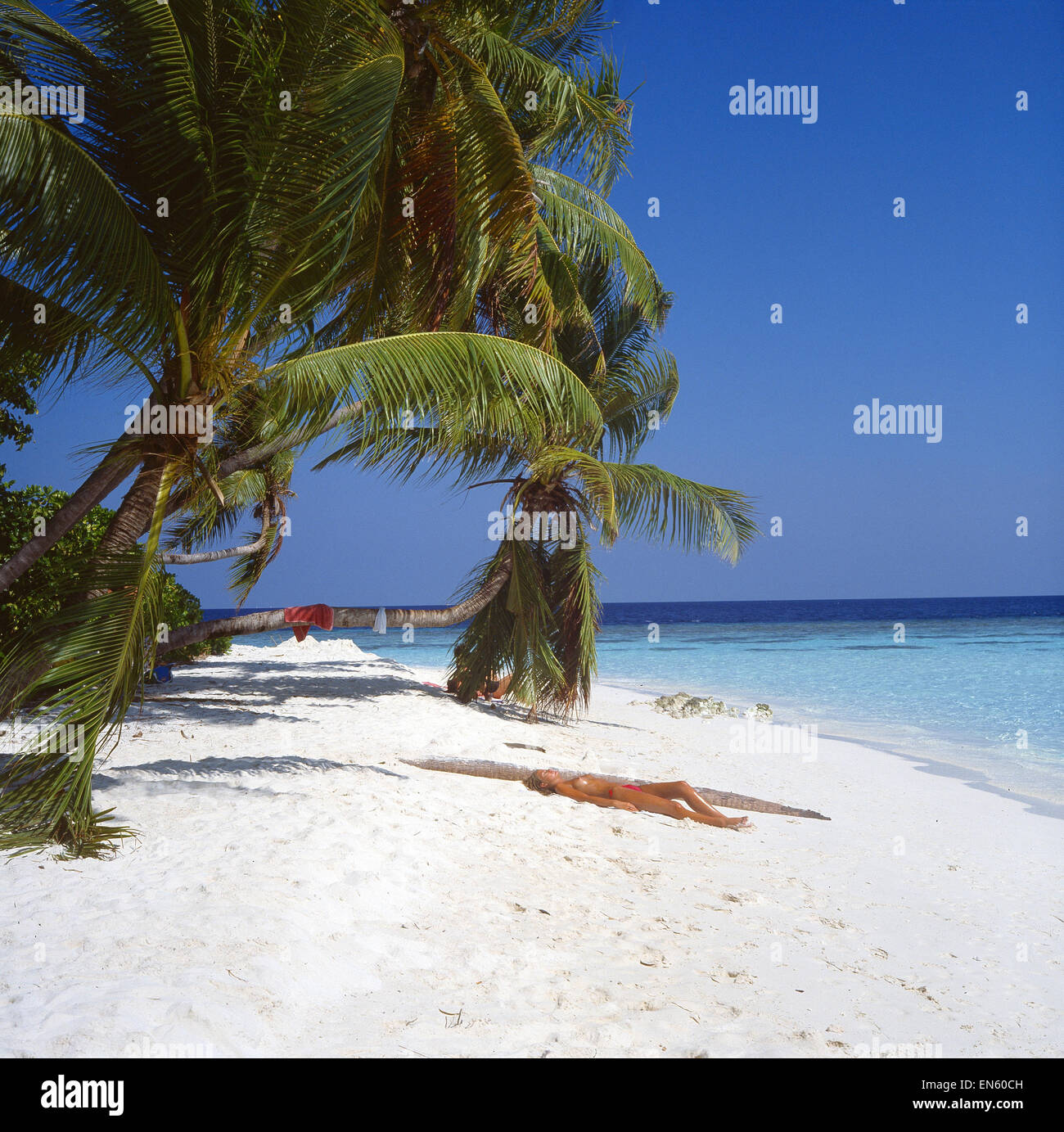 Malediven, Palmenstrand Stockfoto