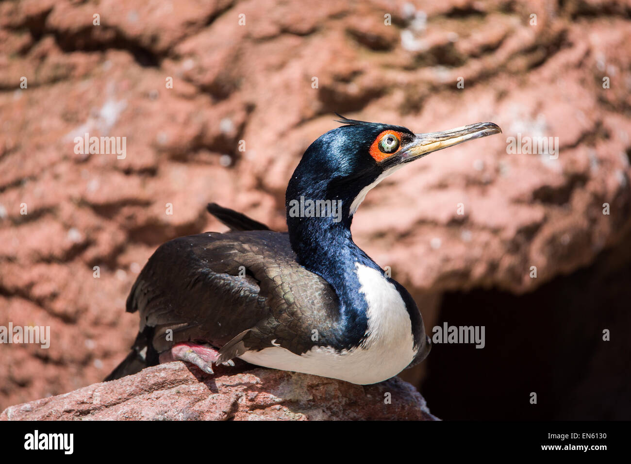 Guanay Kormoran auf einem Felsen. Stockfoto