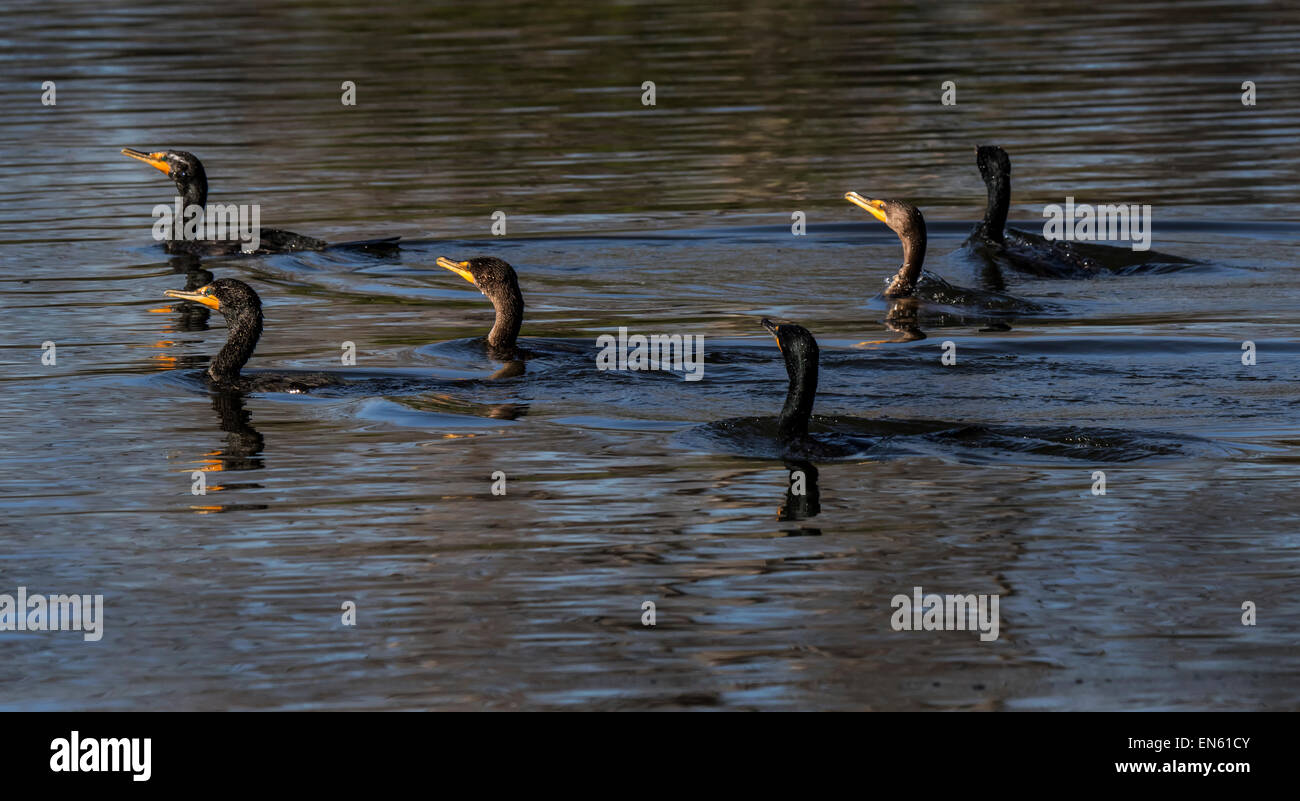 Doppel crested cormorant Essen der Fische im See Stockfoto