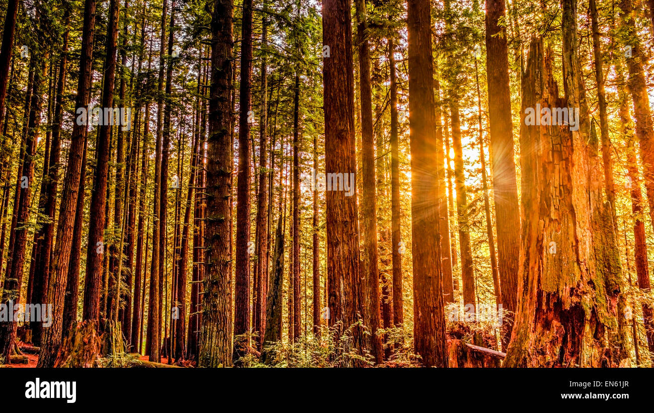 Die Sonne scheint durch Redwood-Bäume. Stockfoto