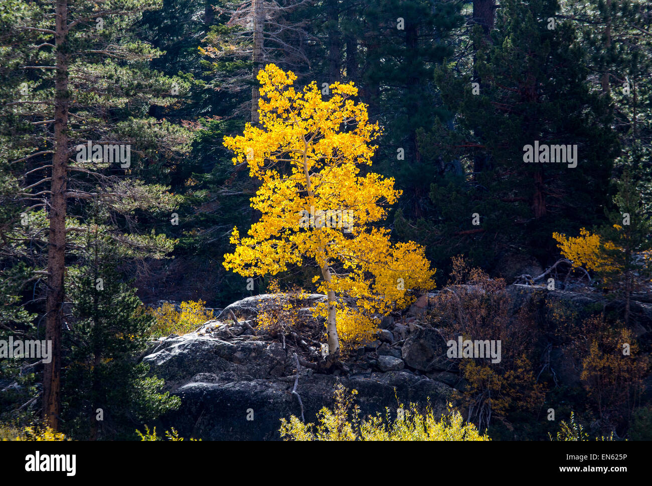 Espenbaum in Lundy Canyon in der östlichen Sierra Nevada. Stockfoto