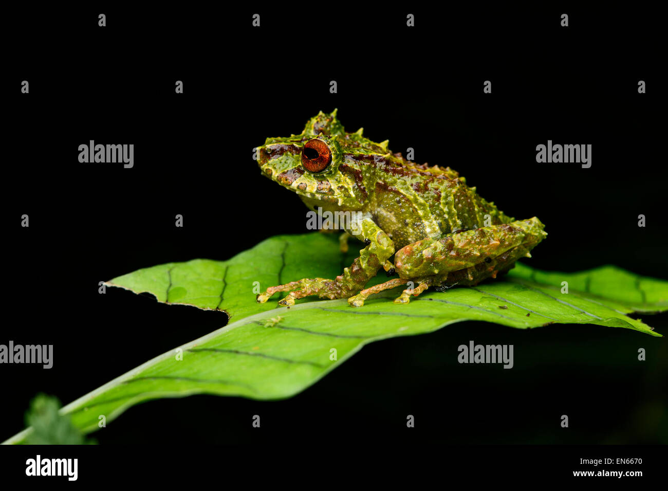 Moosige rainfrog (pristimantis eriphus), männlich mit charakteristischen roten Augen, der andinen Nebelwald, cosanga, Ecuador Stockfoto