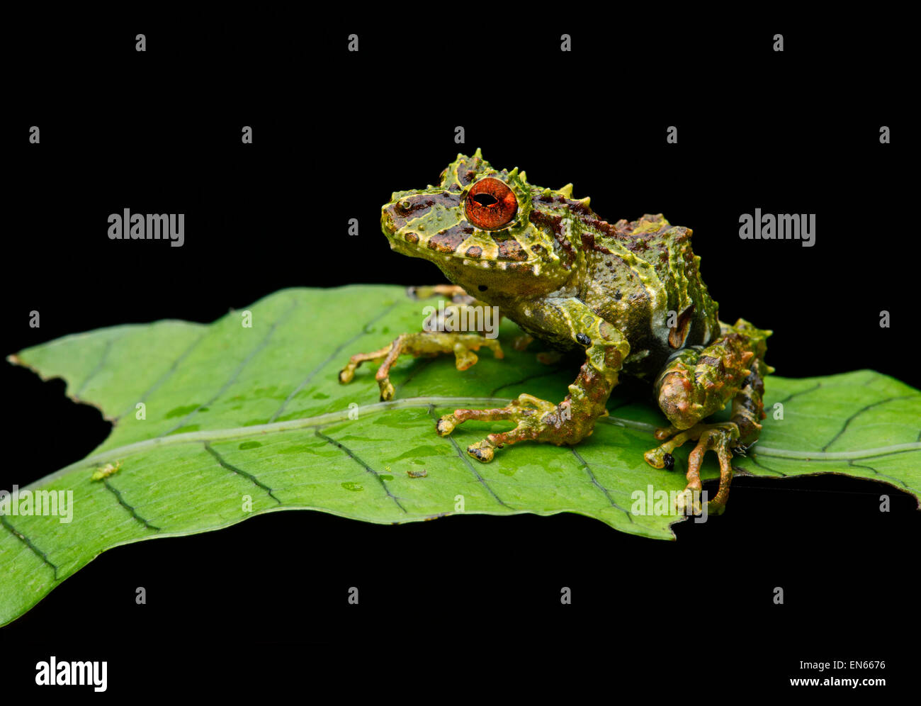 Moosige rainfrog (pristimantis eriphus), männlich mit charakteristischen roten Augen, der andinen Nebelwald, cosanga, Ecuador Stockfoto