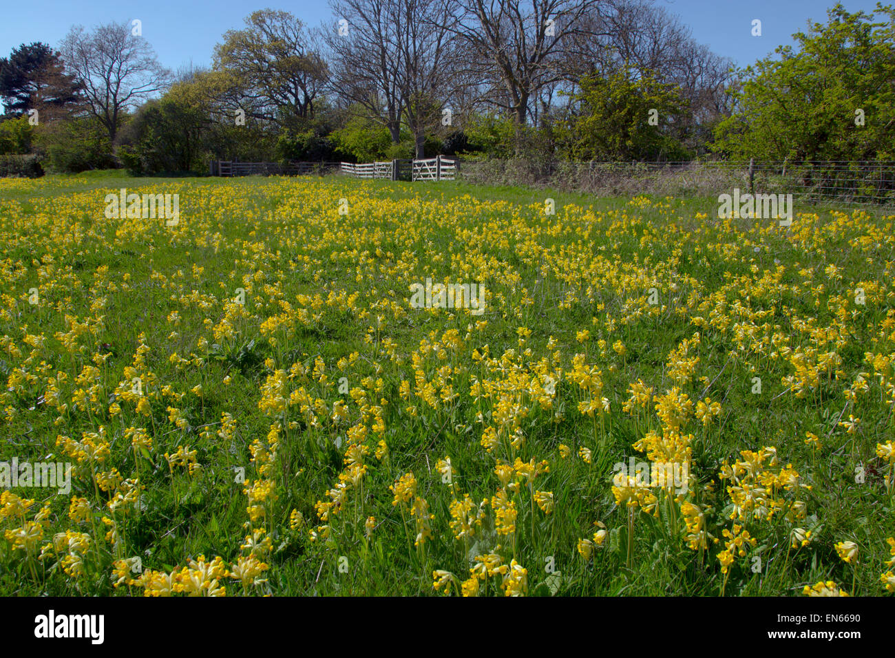 Cowslips Primula Veris wächst gras weide auf Bio-bauernhof in Norfolk Stockfoto