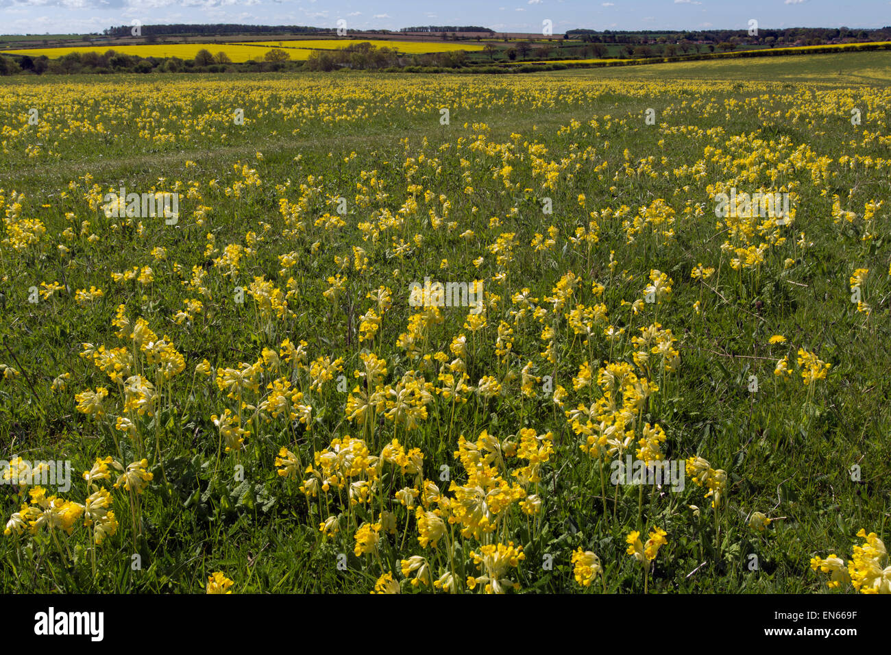 Cowslips Primula Veris wächst in einem organischen Heu wiese West Norfolk Stockfoto