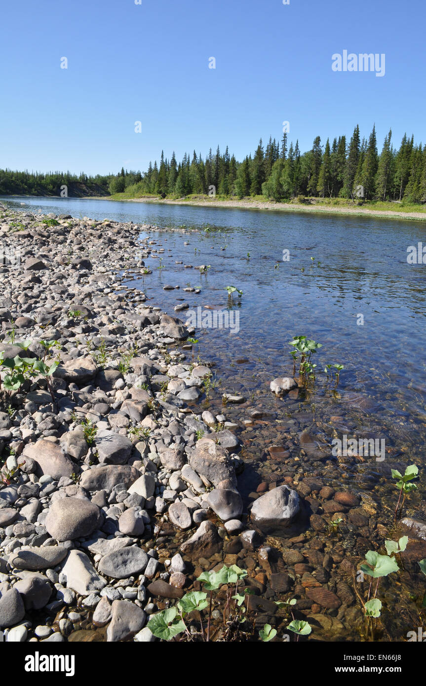 Kieselsteine am Ufer des Ural Taiga Flüsse. Polaren Ural, Republik Komi, Russland. Stockfoto