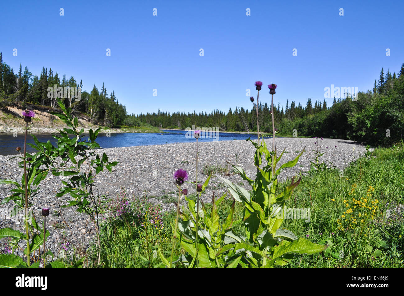 Küste nördlichen Flüsse und stachelige Distel. Polaren Ural, Republik Komi, Russland. Stockfoto