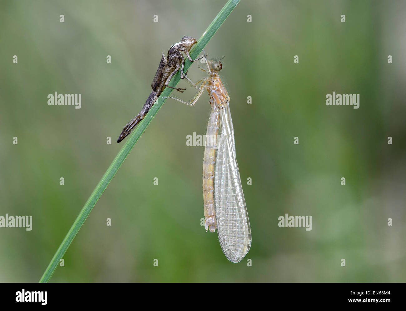 Frisch geschlüpfte, noch blass Suchen weibliche Hufeisen-azurjungfer (Coenagrion puella) mit leeren Larve Haut (exuvia), Schweiz Stockfoto