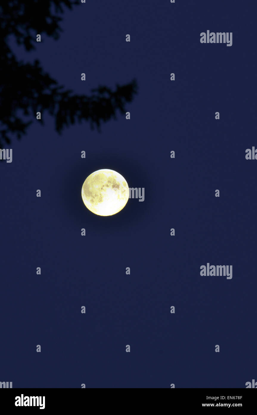 Nacht, Mond und Bäume. Polaren Ural, Republik Komi, Russland. Stockfoto