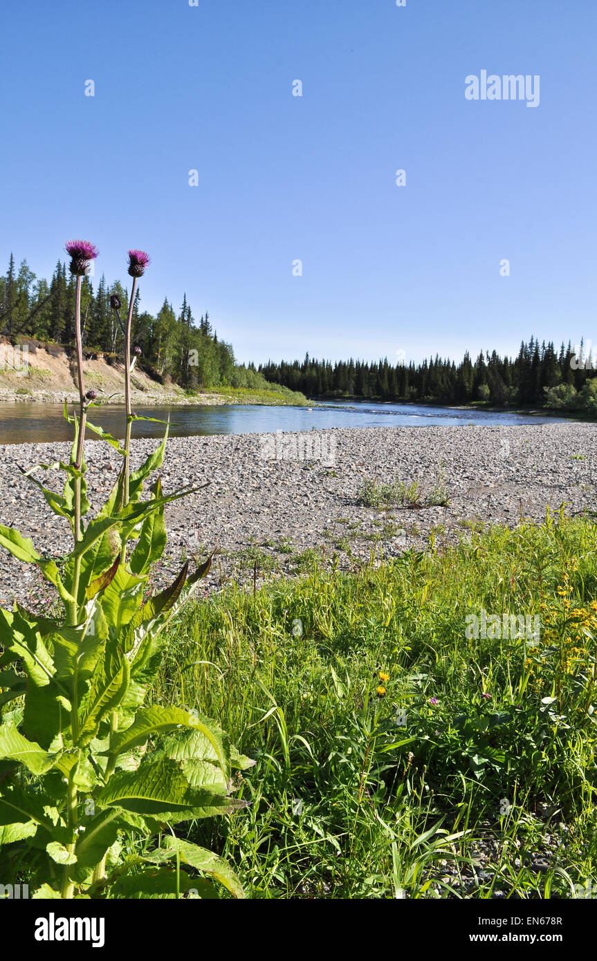 Saftige Vegetation an den Ufern des Flusses Kokpela. Polaren Ural, Republik Komi, Russland. Stockfoto