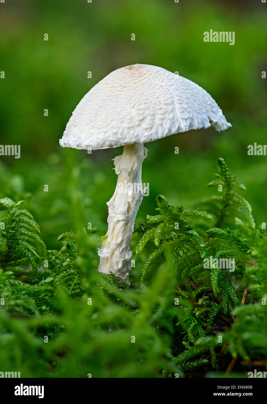 Schild (lepiota dapperling saprobic clypeolaria), Pilz, poisonus Stockfoto