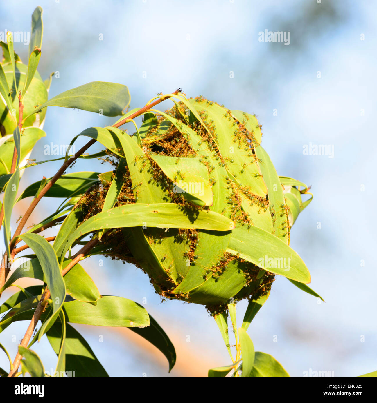 Grüner Baum Ameisen Gebäude Nest (Oecophylla smaragdina), Mitchell Plateau, Kimberley Region, Western Australia, WA, Australien Stockfoto