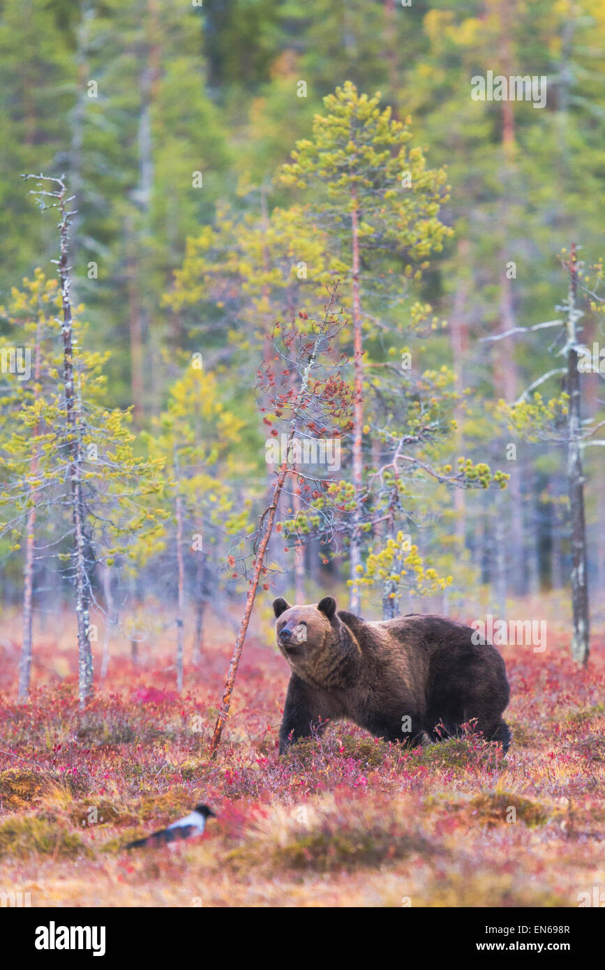 Brauner Bär, Ursus Arctos, rote Herbstfärbung walking farbig Büsche und eine Krähe ist Fuß vor dem Bären, Kuhmo, Finnland Stockfoto