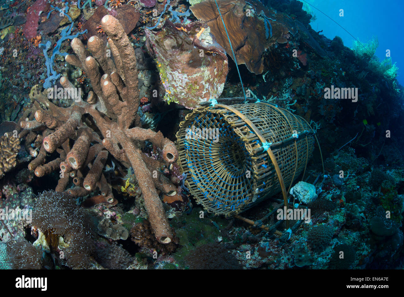 Traditionelle Bambus-Angeln-Falle auf Korallenriff um die Insel Pura in Alor-Indonesien Stockfoto