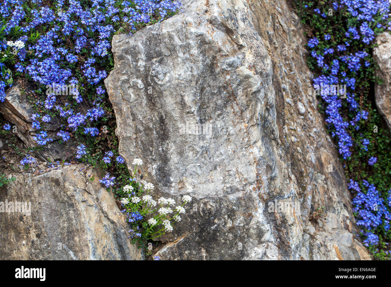 Veronica Liwanesis, Iberis Sempervirens, immergrüne Schleifenblume, mehrjährige Schleifenblume auf Steingarten Stockfoto