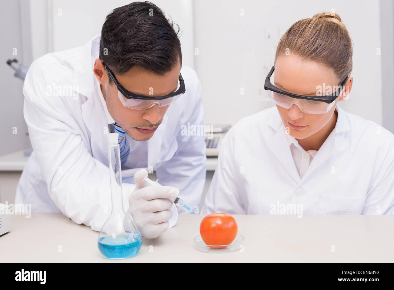 Wissenschaftler, die Injektion von Tomaten zu konzentrieren Stockfoto