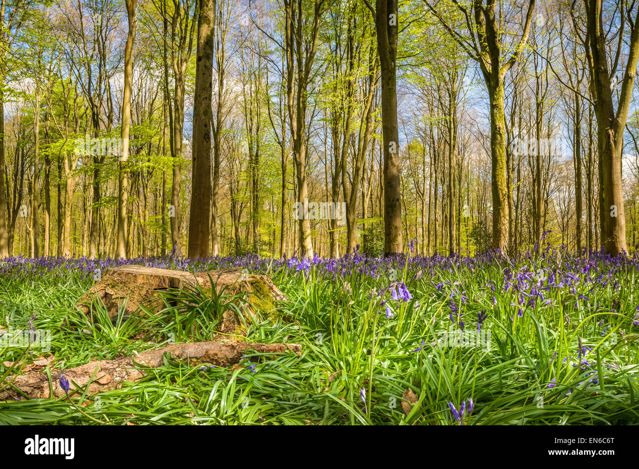 Ein heller, aber kühler Tag in West Woods, in der Nähe von Marlborough in Wiltshire, als die Glockenblumen sind gerade erst die Wald f decken Stockfoto