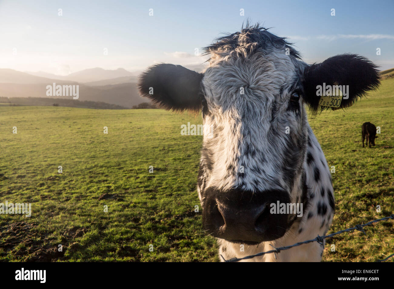 Nahaufnahme der Kuh im Feld in Nordwales mit Bergen von Snowdonia im Hintergrund Conwy Grafschaft North Wales UK Stockfoto