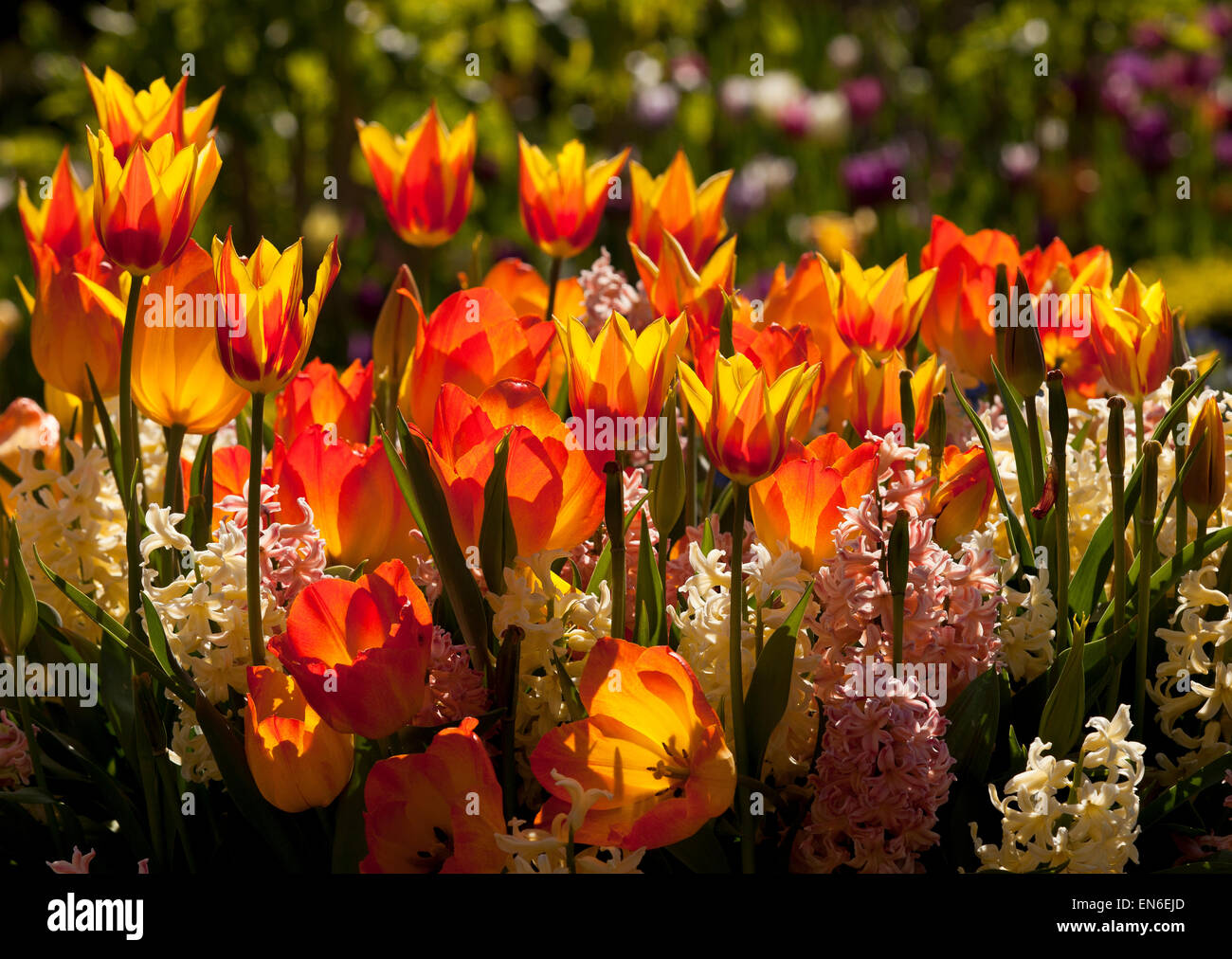 Tulpen und Hyazinthen in einem Garten in England, UK Stockfoto