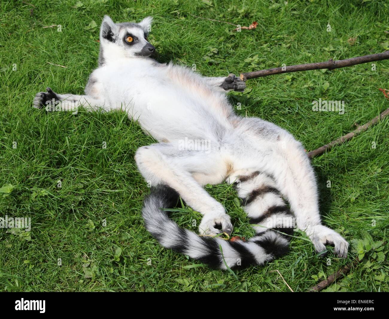 Liegender Lemur Stockfoto
