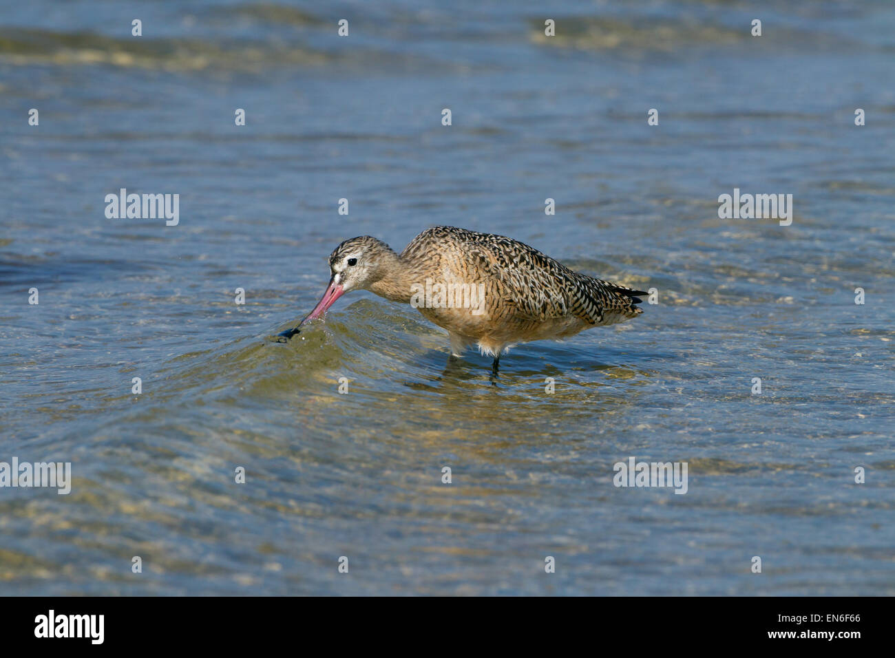 Marmorierte Limosa Uferschnepfe Fedoa Fütterung März Fort Myers Beach Golf-Küste Florida USA Stockfoto