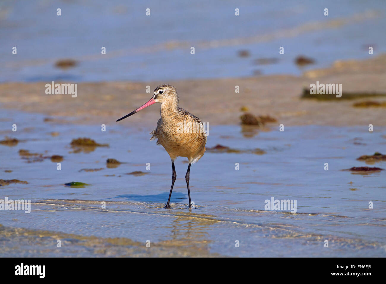 Marmorierte Limosa Uferschnepfe Fedoa Fütterung März Fort Myers Beach Golf-Küste Florida USA Stockfoto