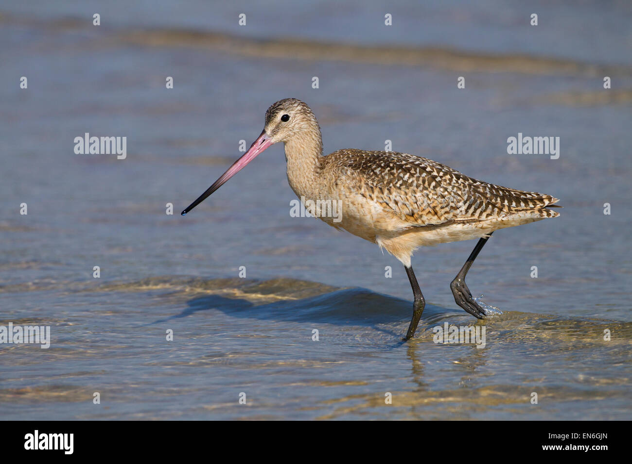 Marmorierte Limosa Uferschnepfe Fedoa Fütterung März Fort Myers Beach Golf-Küste Florida USA Stockfoto
