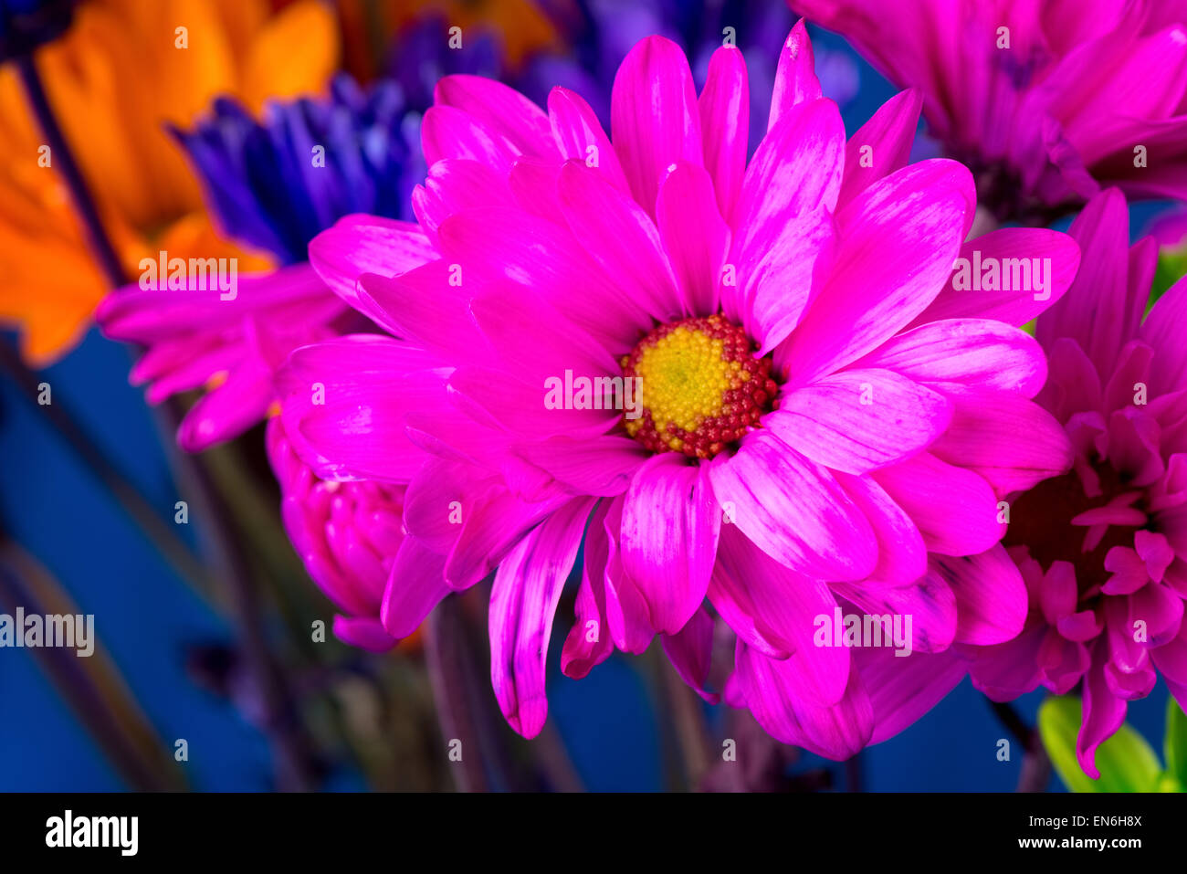 Strauß sehr bunten Gänseblümchen vor blauem Hintergrund Stockfoto