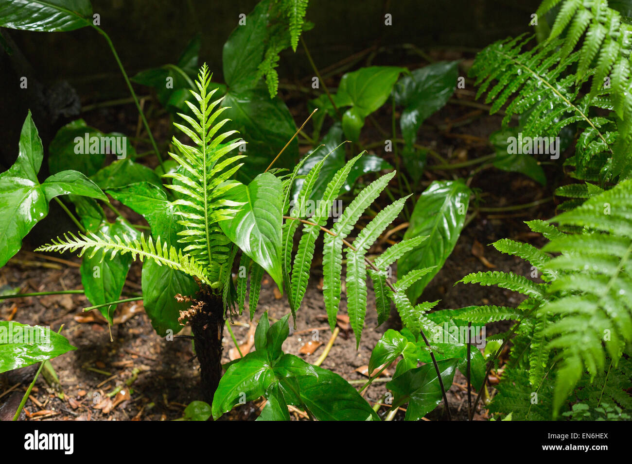 Grüne Farne im Tropenwald Stockfoto