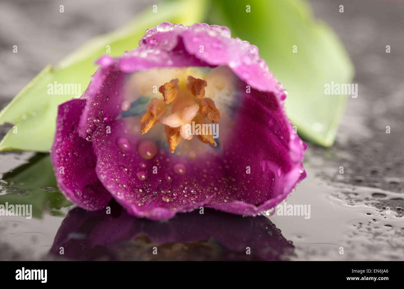 Nahaufnahme der nassen Tulpe auf Rahmenhintergrund schwarz Stockfoto