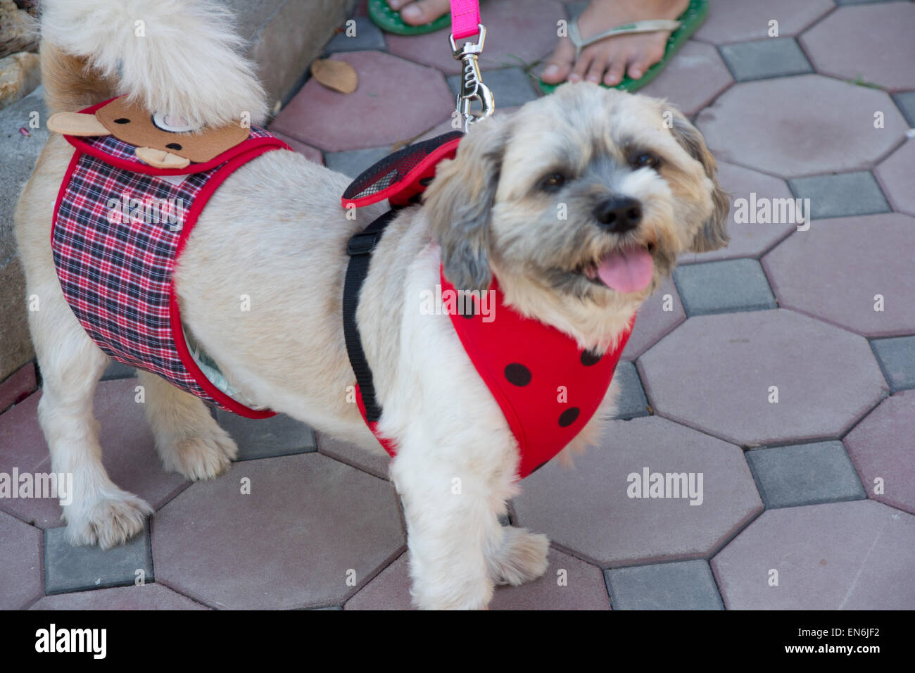 kleiner Hund im Garten Stockfoto