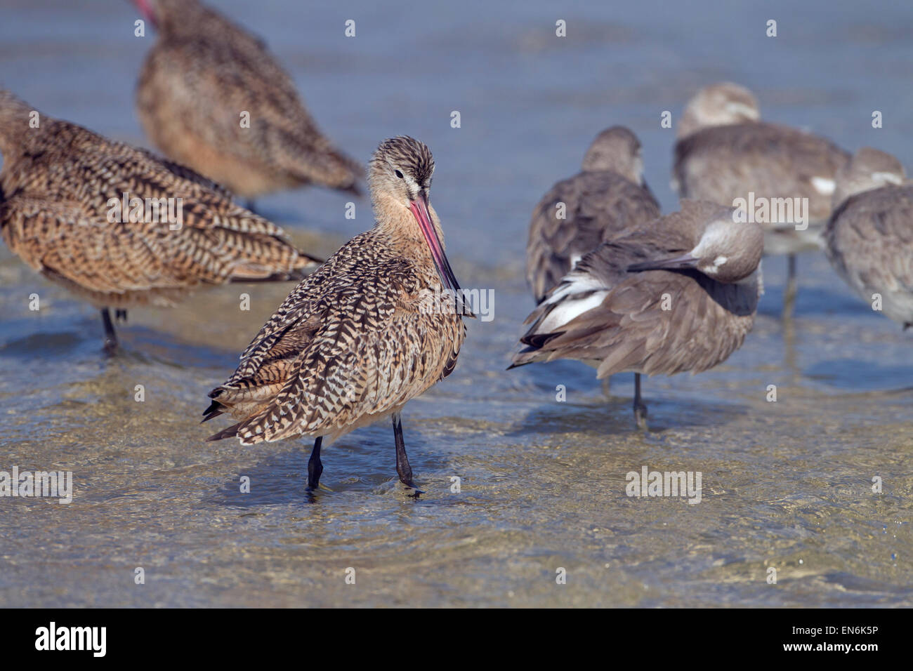 Marmorierte Godwits Limosa Fedoa und Willets Fütterung März Fort Myers beach Golf-Küste Florida USA Stockfoto