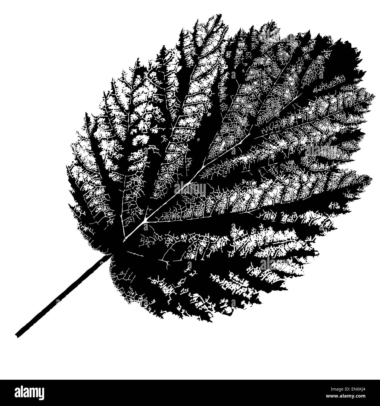 Herbst Blatt auf weißem Hintergrund. Vektor-Illustration. Stockfoto