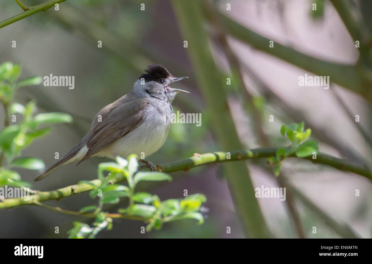 Mönchsgrasmücke (Sylvia Atricapilla). Männlicher Gesang im bewaldeten Gestrüpp. Stockfoto