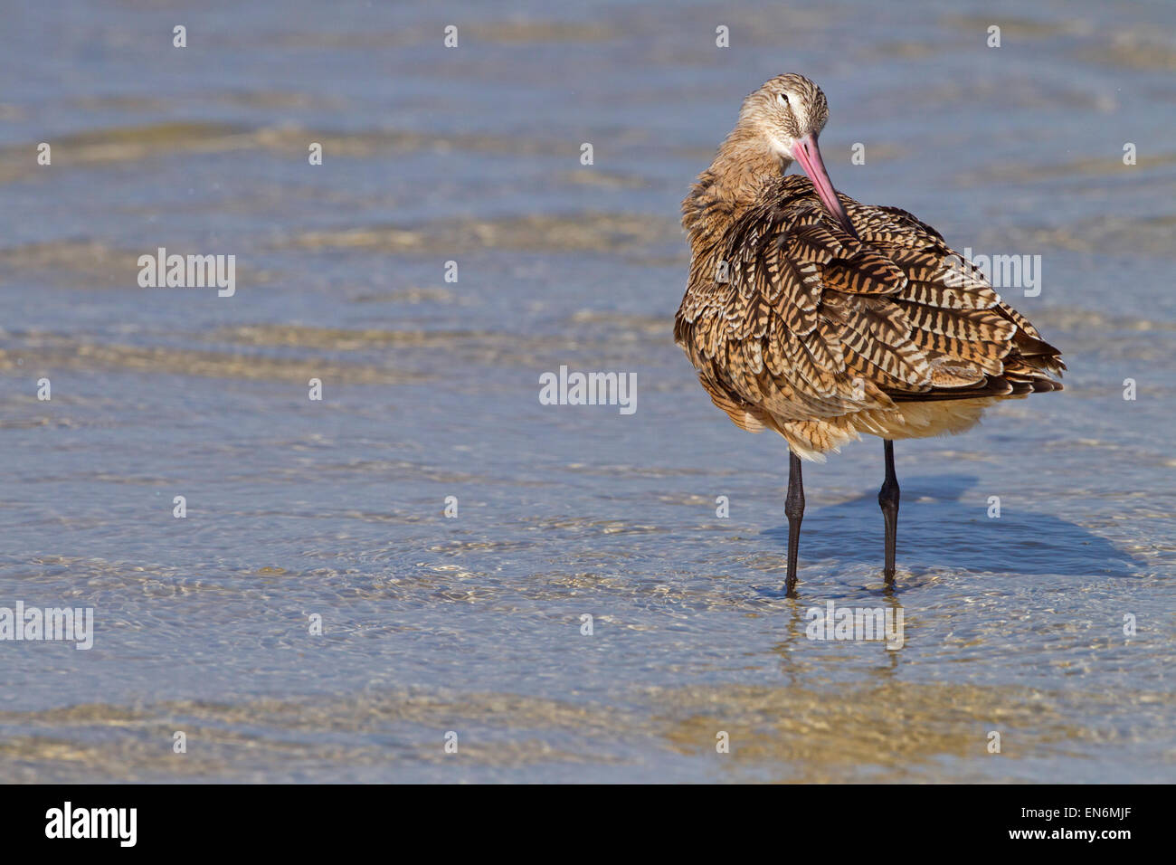 Marmorierte Limosa Uferschnepfe Fedoa putzen März Fort Myers Beach Golf-Küste Florida USA Stockfoto