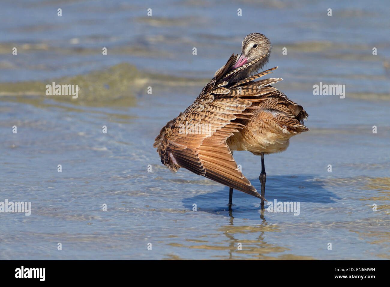Marmorierte Limosa Uferschnepfe Fedoa putzen März Fort Myers Beach Golf-Küste Florida USA Stockfoto