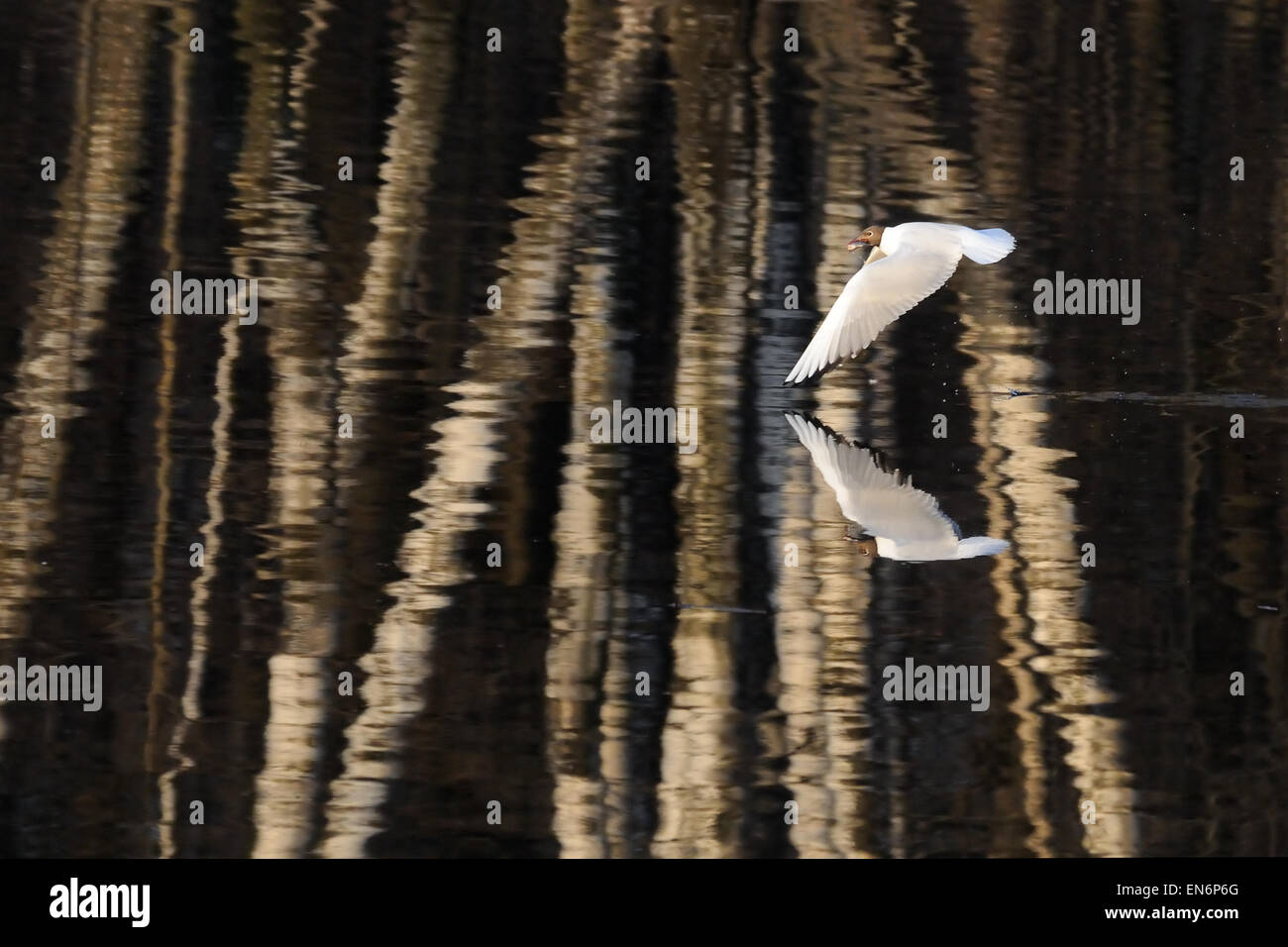 Fliegende Lachmöwe über den Teich mit reichen Umgebung Reflexion Textur Stockfoto