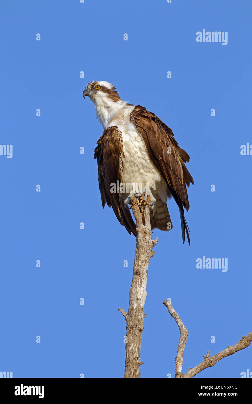 Osprey Pandion haliaetus Golfküste Florida USA Stockfoto