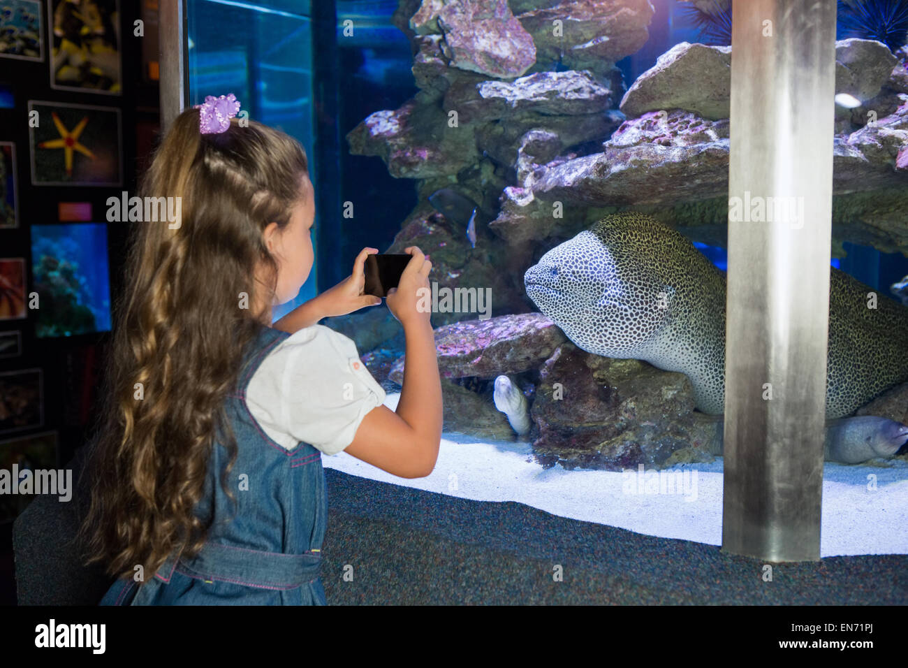 Kleines Mädchen Aquarium betrachten Stockfoto