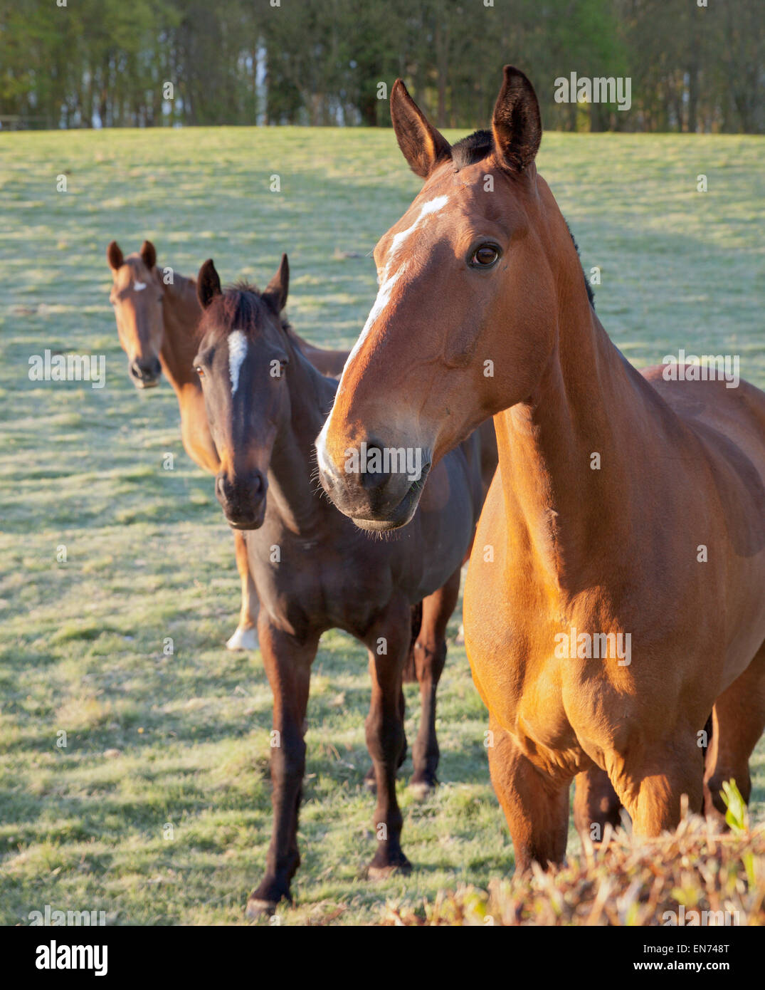 Drei Pferde Stockfoto