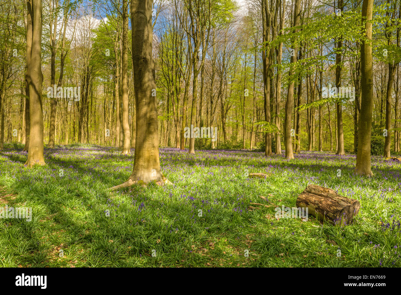 Ein heller, aber kühler Tag in West Woods, in der Nähe von Marlborough in Wiltshire, als die Glockenblumen sind gerade erst die Wald f decken Stockfoto