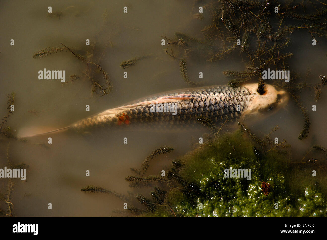 Einzelne Koi Karpfen Kigoi Baden im Teich Stockfotografie Alamy