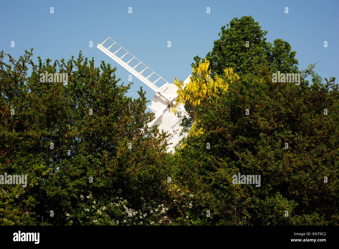 Weiße Mühle hinter grünen Bäumen, Finchingfield, Essex, uk Stockfoto