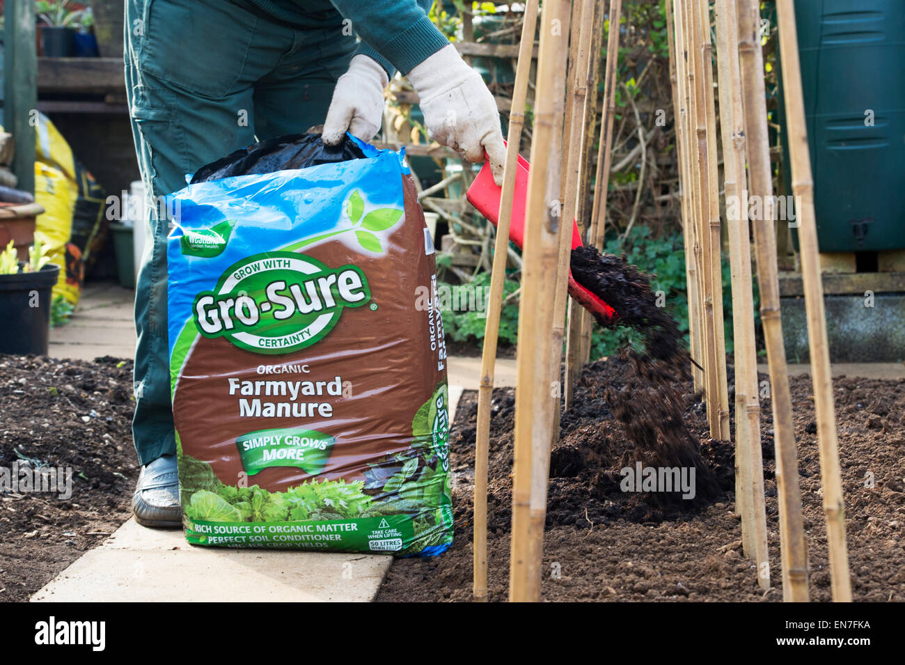 Gärtner setzen organische Dünger um Bohne Stöcke vor der Pflanzung im Frühjahr. UK Stockfoto