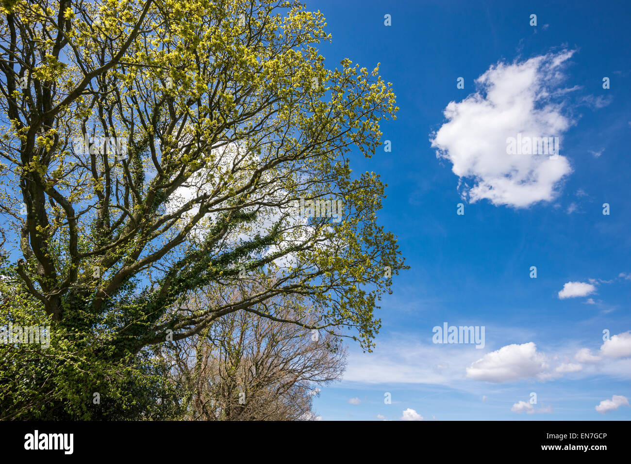 Eiche Baum kommen in Blatt mit eine einsame Wolke am blauen Himmel schweben. Stockfoto