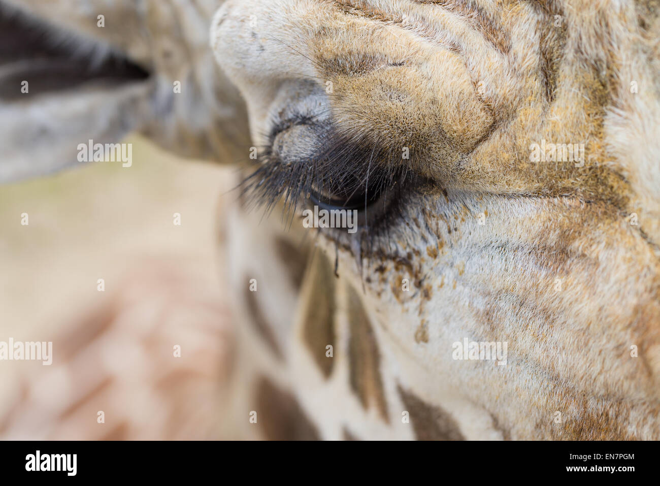 Eine Nahaufnahme von einer Giraffe Augen und Wimpern. Stockfoto