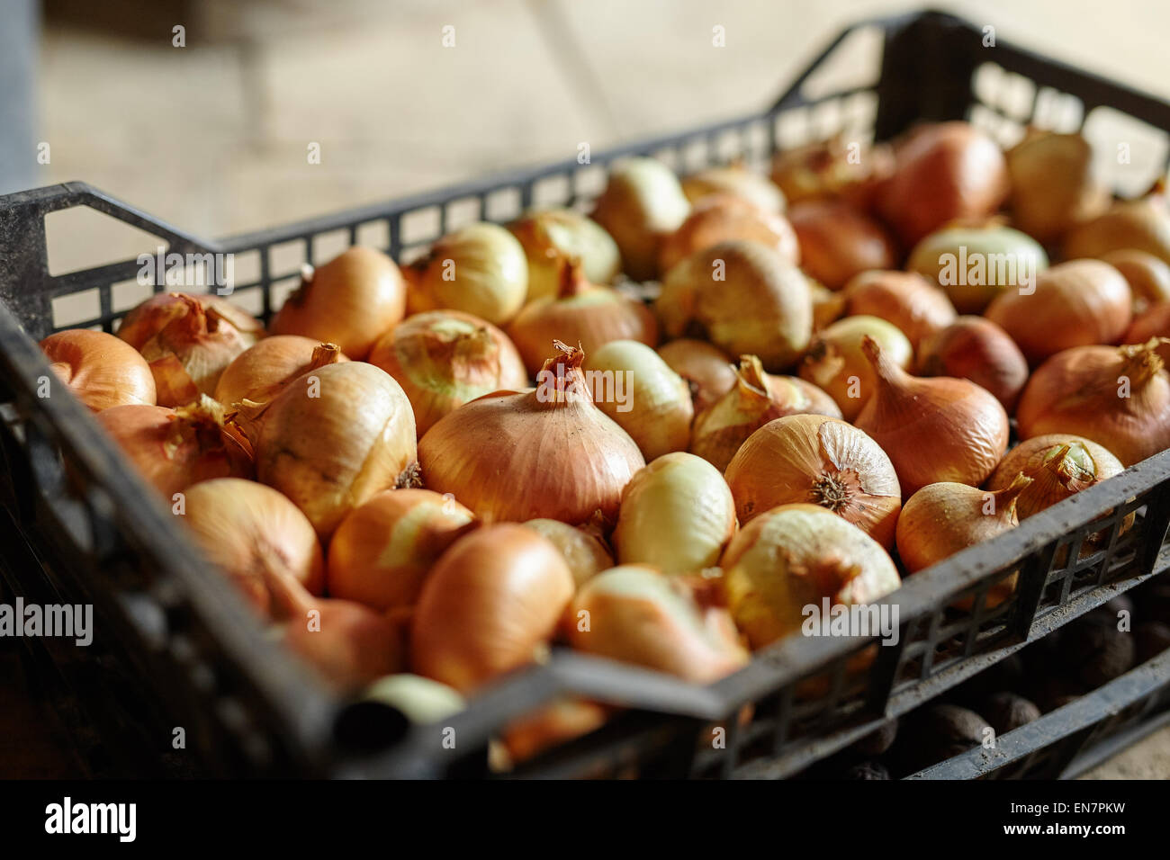 Eine Schachtel mit Zwiebeln auf einem Holzfußboden im Freien gedreht closeup Stockfoto