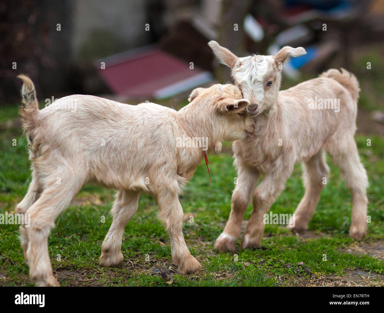Niedliche Baby Ziegen auf der Weide spielen Stockfoto