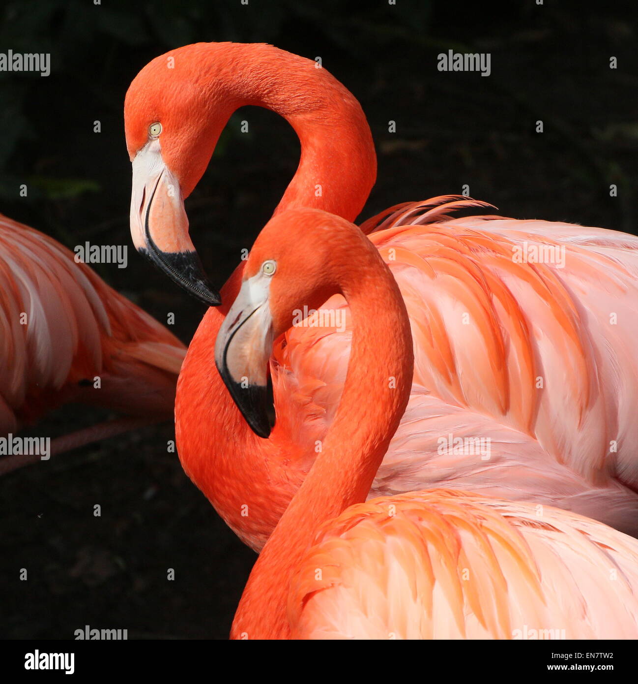 Doppelporträt von zwei amerikanischen oder Karibik Flamingos (Phoenicopterus Ruber), Nahaufnahme des Kopfes Stockfoto