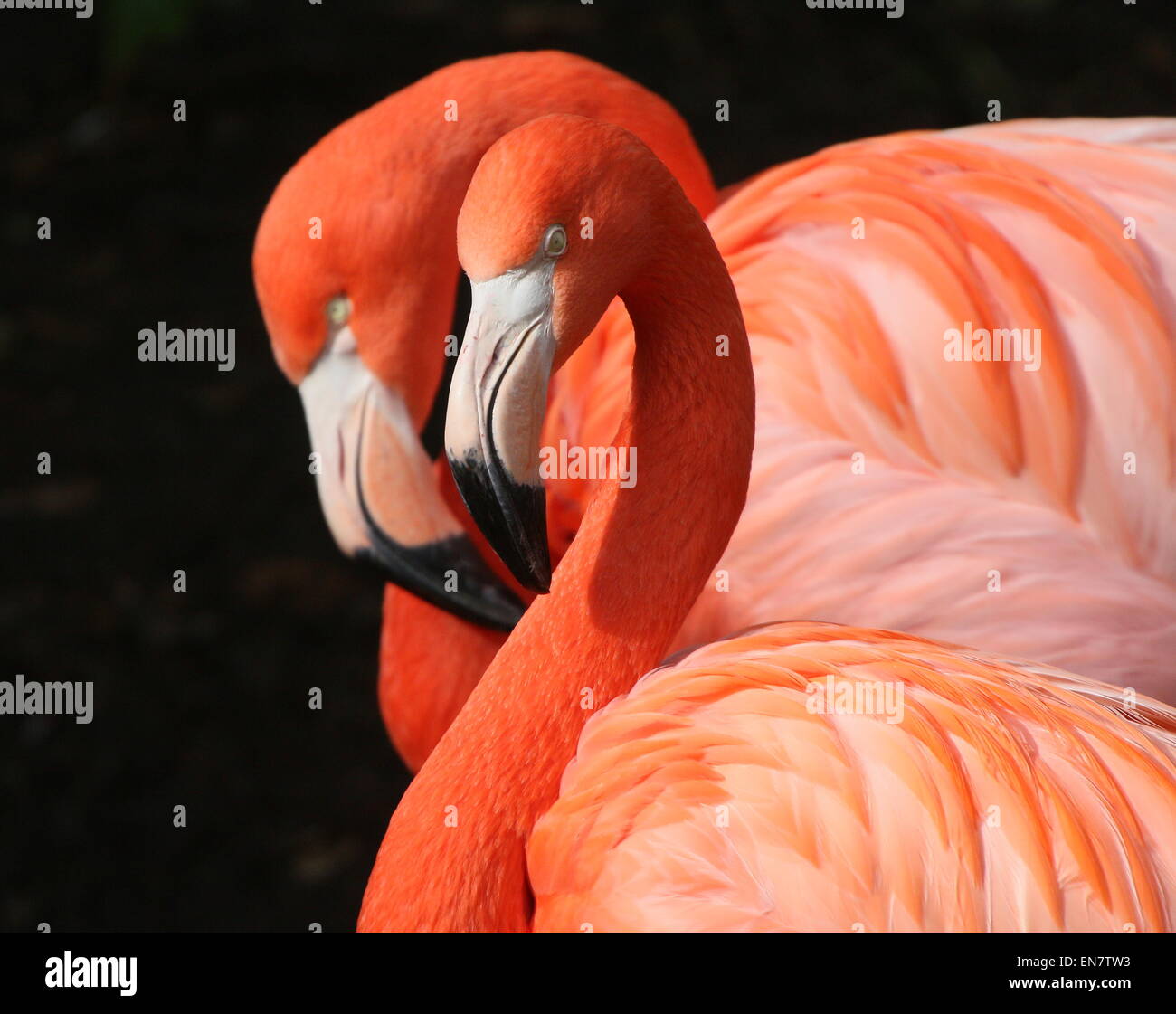 Doppelporträt von zwei amerikanischen oder Karibik Flamingos (Phoenicopterus Ruber), Nahaufnahme des Kopfes Stockfoto